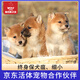 京狼圖騰【終身保犬瘟細小】純種日本柴犬幼犬雙血統活體家養寵物狗小型犬 血統級 3 赤柴/白柴/黑柴