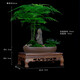 瀚林怡景（HANLINYIJING）文竹盆栽山水盆景植物室內客廳桌面辦公室綠植花卉云竹四季常青 文竹-紫砂盆-木座