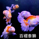 AIPHAROW百褶泰獅冷水金魚(yú)精品活魚(yú)進(jìn)口f1紅菠蘿泰師櫻花黑色百褶裙國粹 不重色6-8CM精品百褶泰獅5條