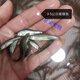 采緹（CAITI）麥穗魚(yú)飼料魚(yú)活體魚(yú)淡水養殖小魚(yú)龍魚(yú)鱷龜飼料喂烏龜吃的小魚(yú) 麥穗魚(yú)3-5cm50條+10條抵損