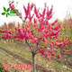 苗彩園藝紫葉桃花樹(shù)苗 紅葉桃 紅葉碧桃樹(shù)苗 紫葉碧桃樹(shù)苗 桃花樹(shù)苗 梅花苗 紅花庭院觀賞路邊綠化苗木 2公分粗【當(dāng)年開(kāi)花】 壯苗