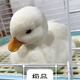 OIMG進(jìn)口柯爾鴨成年寵物鴨種鴨CallDuck長不大成年寵物種蛋可孵化 純種S級柯爾鴨 6枚種蛋