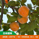 磊運無(wú)核柿子樹(shù)苗 嫁接果樹(shù)苗庭院陽(yáng)臺種植南方北方種植當年結果 4年苗當年結果(日本甜柿子) 81cm(含)-110cm(含)