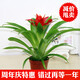 玖枝苑鴻運當頭帶盆栽好花卉小紅星辦公室綠植套裝水養植物 室內鳳梨 鴻運當頭 簡(jiǎn)易盆
