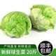 綠食者 球生菜20斤 新鮮西生菜圓生菜 漢堡西餐沙拉生吃健康輕食蔬菜 20斤