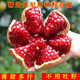 石榴樹(shù)苗盆栽地栽南方北方種植石榴苗當年結果 突尼斯軟籽 12年精品大苗