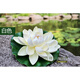 曲美思仿真荷花塑料荷葉假荷葉水池裝飾假睡蓮花魚(yú)池水上漂浮假鴛鴦青蛙 (單朵荷花18cm白色