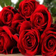 譽(yù)滿(mǎn)園（yumanyuan）薔薇花種子四季種子種植耐寒循環(huán)開(kāi)花易活盆栽花卉種孑 紅玫瑰花種子100粒+肥料