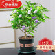 嫣藍(lán)茉莉花盆栽多色茉莉室內(nèi)客廳陽臺綠植四季濃香驅(qū)蚊帶花苞花卉盆栽 雙色茉莉 含盆