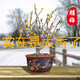 臘梅花臘梅樹苗樹樁盆景盆栽花卉素心梅冬季開花耐寒庭院植物耐寒不含盆 臘梅12年壯苗（當(dāng)年開花）