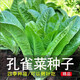 孔雀菜種子生吃脆甜高營養(yǎng)四季羅馬直立生菜種子盆栽陽臺蔬菜大全 孔雀菜種子【2包 約600?！? title=