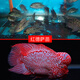 AIPHAROW泰國進(jìn)口羅漢苗熱帶觀(guān)賞魚(yú)活體鴻運泰金花紋紅德薩高爆頭率羅漢魚(yú) 進(jìn)口精選高起頭紅德薩1對裝