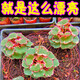 藥用及觀賞虎耳草苗 金絲荷葉苗金線吊芙蓉姬虎耳草 植物石荷葉花 超級劃算:3盆日本御所車小盆栽/只能觀賞