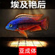 瀚幻三湖慈鯛中大型活體熱帶觀(guān)賞魚(yú)馬鯛伊巴卡藍六間非洲王子藍面財神 埃及艷后13-15cn1條