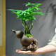 自然空間招財(cái)樹(shù)盆栽桌面綠植室內(nèi)盆景 福葫藝術(shù)紫砂盆多桿發(fā)財(cái)樹(shù) 源頭直發(fā)