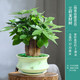 春枝韻發(fā)財樹(shù)室內盆栽植物花卉小綠植客廳辦公室金錢(qián)樹(shù)大盆景 三桿發(fā)財樹(shù)(梅青收腰瓷盆) 含盆