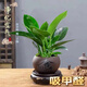 【吸甲醛植物】大葉金鉆盆栽室內(nèi)綠植辦公室客廳四季常青水培好養(yǎng) 金鉆+舍得紫砂盆+圓底座 一盆三顆【下單就送顆粒肥】