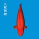 獅灣 錦鯉魚(yú)活體日本純種錦鯉魚(yú)苗昭和白寫(xiě)錦鯉魚(yú)觀(guān)賞魚(yú)紅白丹頂大正 火鯉錦鯉一條 8-10cm