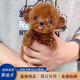 喵然心動 純種泰迪幼犬寵物狗飛耳泰迪茶杯體灰色紅色香檳色茶杯犬小型犬 寵物級 紅棕色