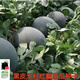 超甜無(wú)籽西瓜種子黑皮穩產(chǎn)薄皮紅心特大西瓜種籽蔬菜水果種孑四季 黑皮無(wú)籽西瓜種子 原裝：約42粒