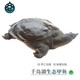 千島湖生態(tài)甲魚足年足齡生長中華鱉活體 大老鱉活體王八清水鱉 鮮活 5齡1000g鮮活公鱉 生態(tài)甲魚-鮮活到家
