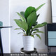 綠韻花田【兩小時(shí)達】發(fā)財樹(shù)金錢(qián)樹(shù)散尾葵大綠植盆栽室內客廳公司門(mén)口開(kāi)業(yè) 綠巨人
