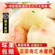 怡然優(yōu)果 上海南匯白鳳蜜露水蜜桃12只4-5兩當(dāng)季水果新鮮揭皮即吃桃子超甜