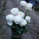 沫澄四季開(kāi)大花濃香月季花苗伊芙純白色玫瑰盆栽陽(yáng)臺觀(guān)花植物 婚禮之路/中苗 不含盆