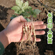 百支草  人參苗 室內(nèi)盆栽參苗  野山參種子苗 高麗參苗庭院種植種苗 野山參苗+肥 二年生苗