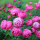 波思菊 薔薇花種子爬藤月季種子全年開(kāi)花爬藤攀援花卉植物花海景觀(guān)花籽 公主花環(huán)100粒