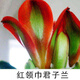 旭力君子蘭盆栽名貴圓頭和尚寬葉精品小苗君子蘭花大苗帶花苞 紅領(lǐng)巾君子蘭4-6片葉子