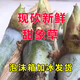 卓天甜象草3號種節(jié)無毛耐寒巨菌草新型皇竹草四季多年生牧草卓天 無毛甜象草3號1000芽(一節(jié)兩芽)