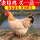 雞 老母雞 散養母雞土雞 新鮮冷凍雞肉生鮮散養土雞生鮮雞肉 老母雞2只共6斤