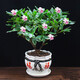 【云倉(cāng)發(fā)貨】千里香蓬萊花金邊瑞香盆栽陽(yáng)臺(tái)室內(nèi)辦公桌好養(yǎng)植物綠植濃香型冬季花卉帶花苞 4年苗 冬季帶花
