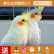 朗繽 鸚鵡活體鳥活物虎皮鸚鵡幼鳥玄鳳寵物鳥說話鳥雛鳥活體 黃化玄風(fēng)2只