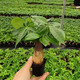 可之源香秀 發(fā)財樹盆栽室內(nèi)客廳桌面綠植小盆景三桿發(fā)財樹苗樹植物花卉 單桿發(fā)財樹不含盆