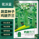 花沃里雞腿芥蘭10g/包 蔬菜種子盆栽陽(yáng)臺種菜土四季菜籽陽(yáng)臺/庭院種植