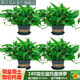 思蘭綠蘿盆栽大盆景室內新房吸除甲醛鮮活綠植物花卉長(cháng)藤大葉綠籮批發(fā) 180大綠加侖托盤(pán)綠蘿【4盆】10肥