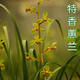 玫絢單苗價(jià)格 蘭花 蕙蘭 包成活 包開(kāi)花 客廳 辦公室綠植盆栽花卉 特香程梅 拍多件發(fā)連體苗 不含盆