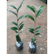 優(yōu)明靜名貴金花茶樹(shù)苗盆栽防城金花茶四季花卉植物庭院室外室內金茶花苗 5顆單枝條高30CM 力推5顆 含盆