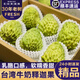 覓百果【順豐】臺灣牛奶鳳梨釋迦果當(dāng)季新鮮熱帶水果超甜番荔枝佛頭果 牛奶釋迦5斤特大果【4-6個】