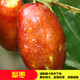 阿木木特大果棗樹(shù)苗 嫁接棗子樹(shù)苗庭院陽(yáng)臺盆栽地栽果樹(shù)苗南方北方種植 梨棗5年以上結果苗 75cm-150高度左右