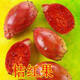 食用仙人掌果樹(shù)苗 仙人掌果苗盆栽水果苗野生仙人掌果苗陽(yáng)臺庭院 桔紅果 四年苗當年結果多多