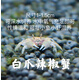澤馭名寵迷你蟹辣椒蟹寵物魚(yú)缸觀(guān)賞蟹淡水活體草缸可深水養殖小螃蟹除藻蟹 白爪辣椒蟹30只+5只備損