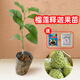 芥圃榴蓮釋迦苗紅皮釋迦果苗嫁接苗佛陀果苗南方種植帶土帶葉果樹(shù)苗 榴蓮釋迦苗 【帶土帶葉】 1年苗  高度：20-40公分
