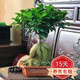 大型小葉榕樹(shù)S造型8字盆景盆栽室內(nèi)客廳植物人參榕樹(shù)苗老樁綠植h 160口徑 中款人參榕(30cm左右高度)