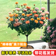 臨雅 月季花樹(shù)苗室內陽(yáng)臺花卉盆栽帶花苞四季開(kāi)花綠植物果汁陽(yáng)臺盆景 【果汁陽(yáng)臺】棒棒糖造型