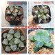 黃金玉露多肉植物金黃色燈芯十二卷高檔肉肉辦公桌室內陽(yáng)臺 西瓜壽+日月潭+冰城+月影壽