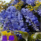 紫藤花樹(shù)苗爬藤植物庭院圍墻四季開(kāi)花盆栽花苗綠植花卉藤蔓紫藤蘿 藍藤【4年苗】 81cm(含)-110cm(含)