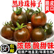 辰實【順豐】盤錦黑珍珠小柿子 紫寶石柿子現(xiàn)摘新鮮草莓鐵皮番茄 5斤